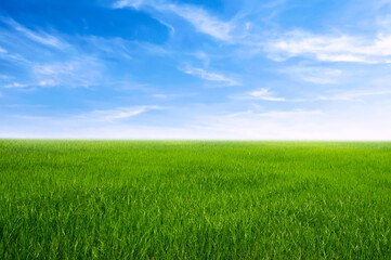 green grass field with blue sky ad white cloud. nature landscape background