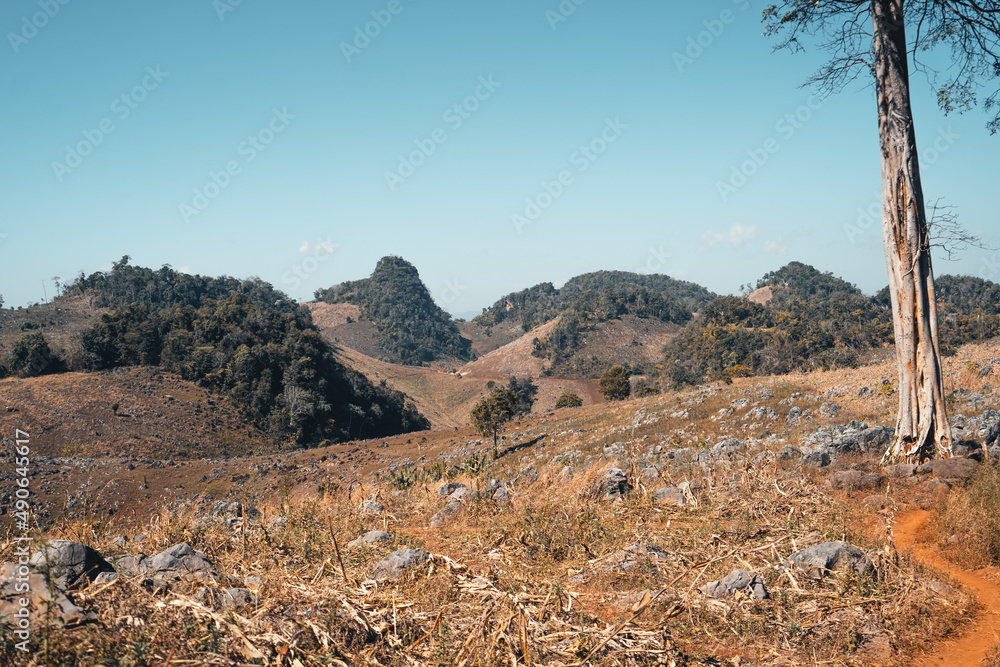 Desolate-The trees and the ground are dry during the day Desolate-The trees and the ground are dry during the day