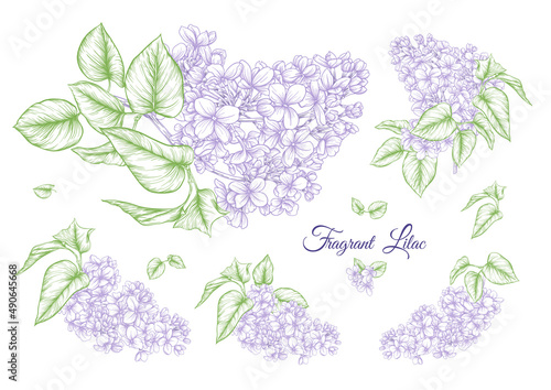 Lilac flower set in botanical classical drawing. Vector illustration. Isolated on white background.