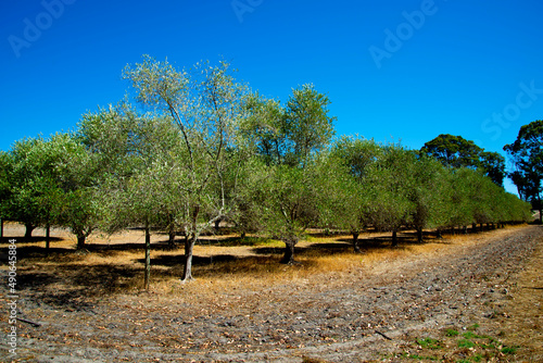 Olive Groves - Western Australia photo