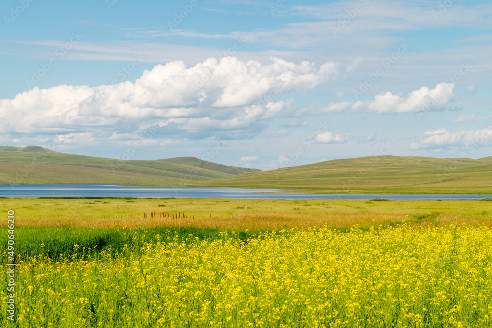 Summer landscape. A blooming rapeseed field next to the lake.