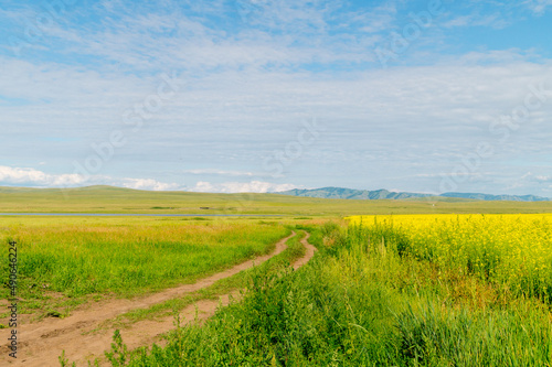 Summer landscape. A rural road stretching to the horizon through blooming fields.