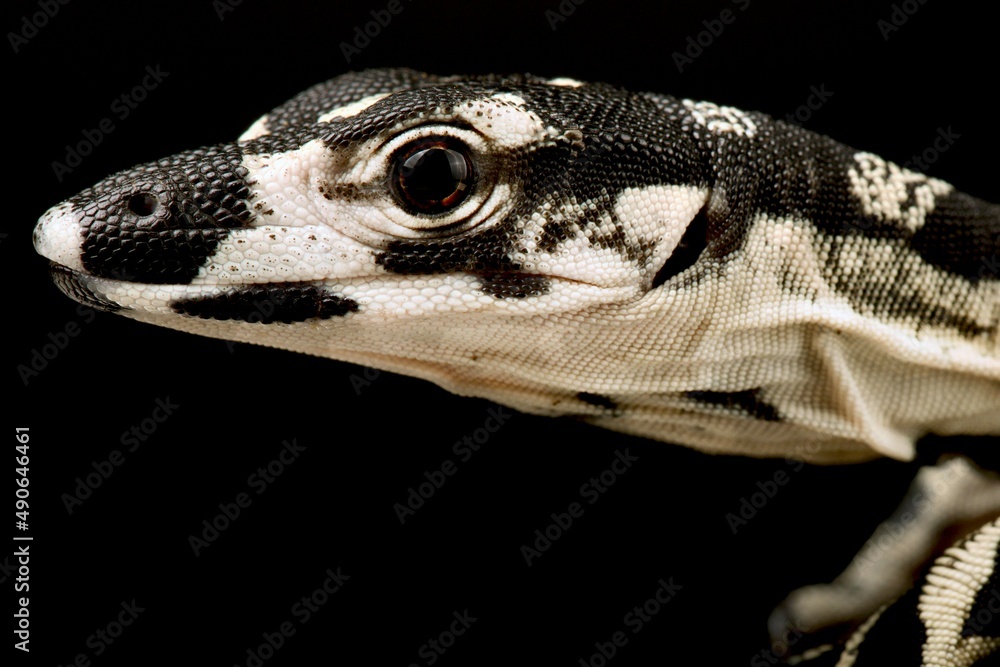 Ταπετσαρία Lace monitor (Varanus varius)