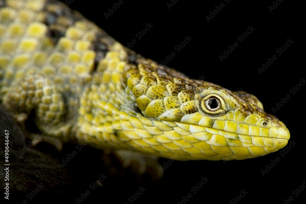 Mixtecan Arboreal Alligator Lizard (Abronia mixteca) Mixtecan Arboreal Alligator Lizard (Abronia mixteca)