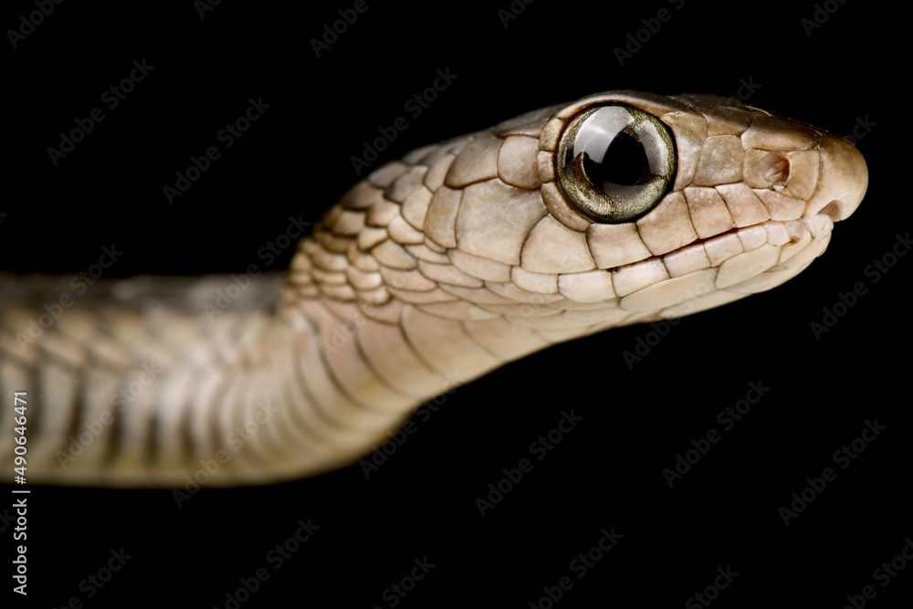 Western Black Tree Snake (Thrasops occidentalis) Western Black Tree Snake (Thrasops occidentalis)