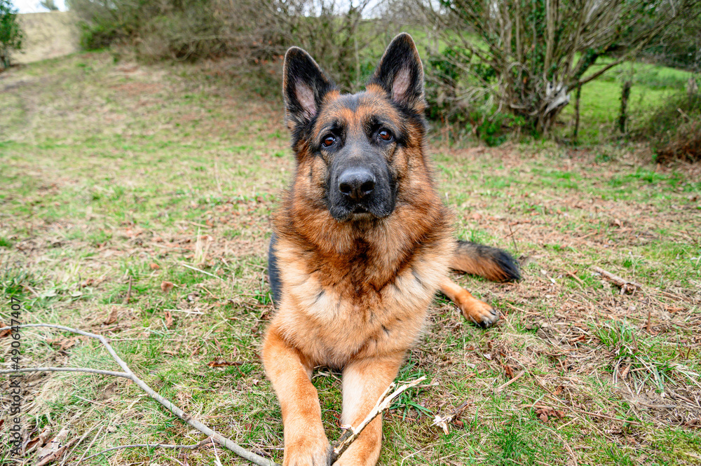 German shepherd dog lying in the grass facing forward with a stick that he holds between his hands while looking straight ahead and directly into the eyes of the viewer
