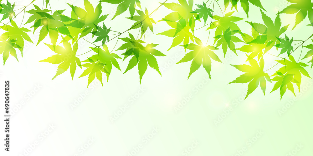 新緑 もみじ 葉 背景 新緑 もみじ 葉 背景