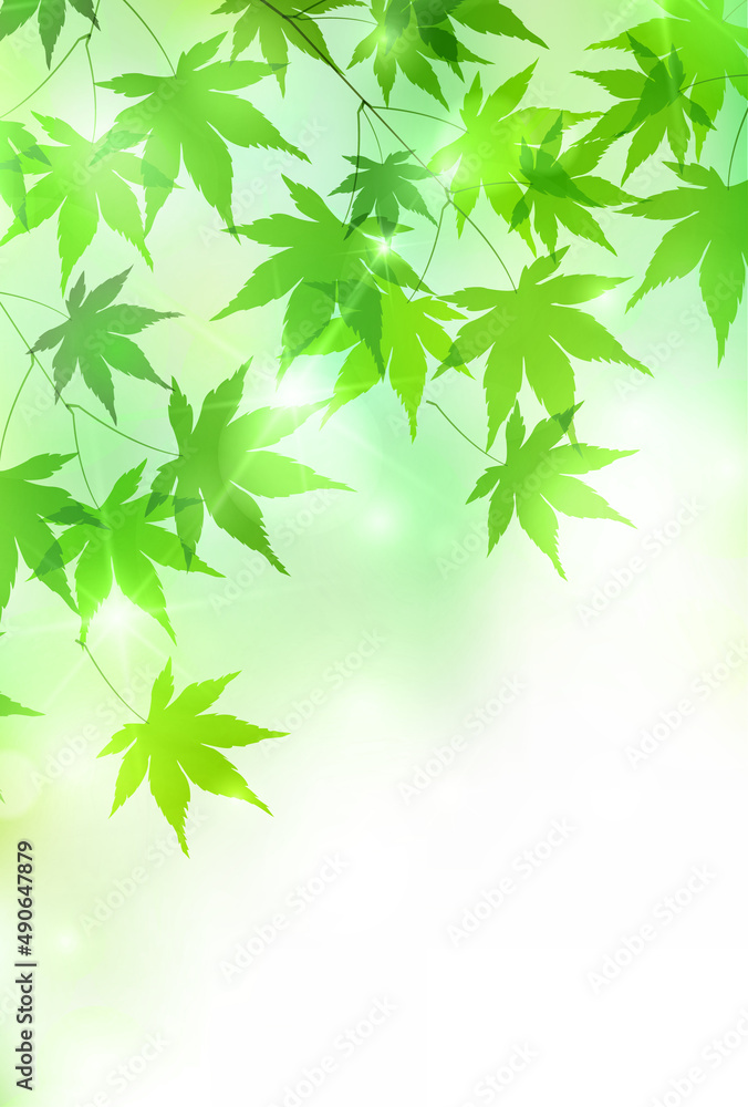 新緑 もみじ 葉 背景 新緑 もみじ 葉 背景