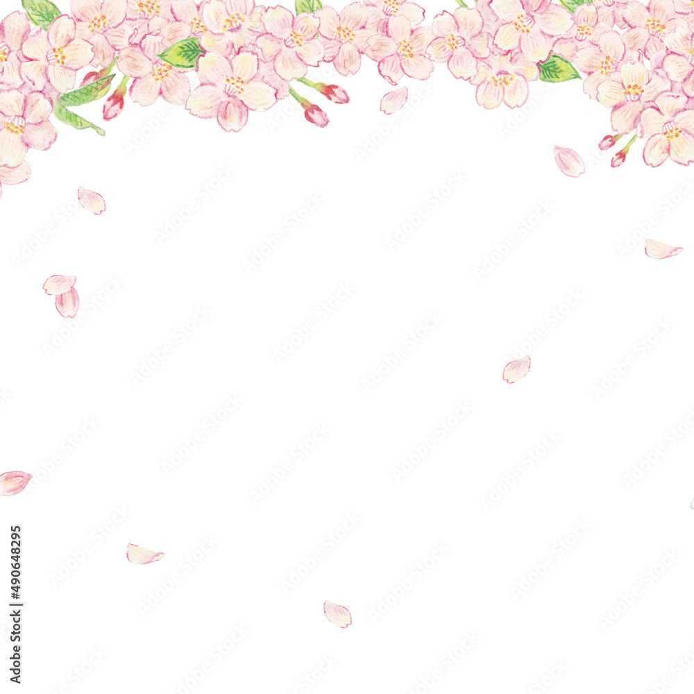 桜　水彩色鉛筆　背景イラスト