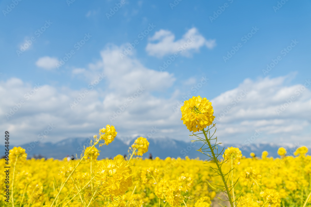 Obraz premium 菜の花
