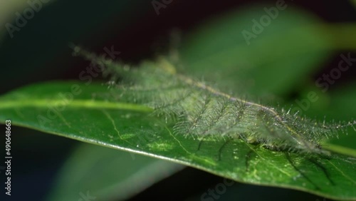 Macro Of Euthalia Aconthea - Common Baron Caterpillar Creeping On The Leaf. photo