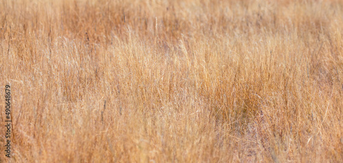 Tall yellow wild grass background - Etosha national park, Namibia.