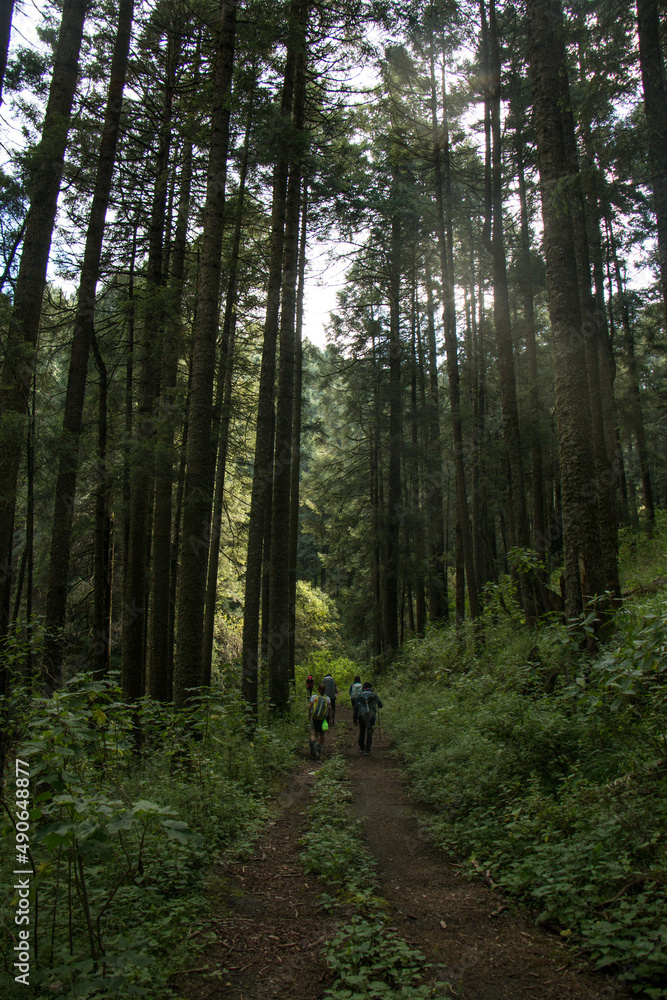 Fototapeta premium nature