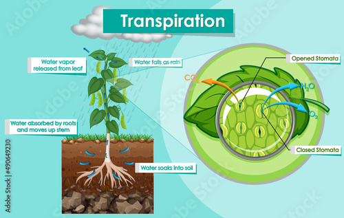 Diagram showing transpiration plant