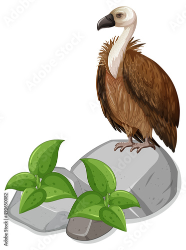 Vulture bird standing on rock