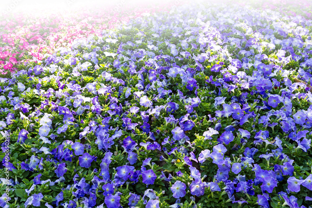 Colorful spring and summer season flower garden, colorful flower background, nature background, outdoor morning day light