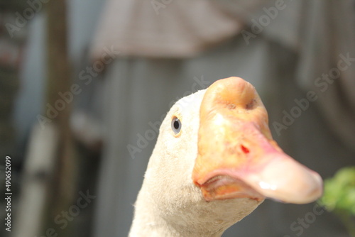 Closeup shot of white swan's face