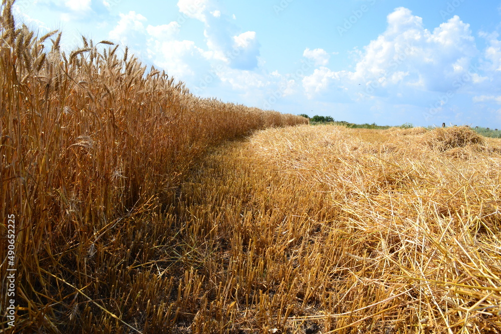 Fototapeta premium wheat field and sky