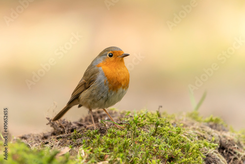  Robin (Erithacus rubecula) in the forest of Brabant Brabant in the Netherlands.                                                                                                  © Albert Beukhof