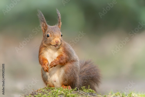  Curious Eurasian red squirrel (Sciurus vulgaris) in the forest of Noord Brabant in the Netherlands. Happy a smiling red squirrel. 