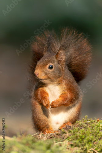   Curious Eurasian red squirrel  Sciurus vulgaris  in the forest of Noord Brabant in the Netherlands. Happy a smiling red squirrel.                                           