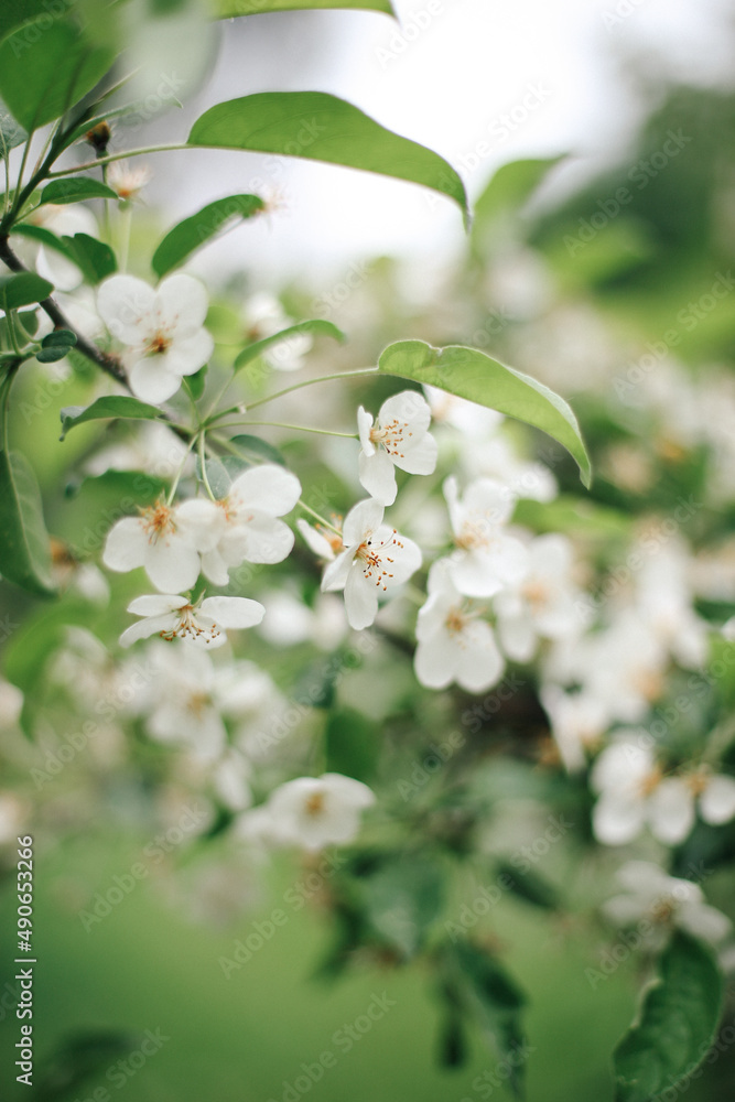 .Flowers and vegetation.