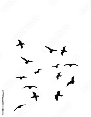 bird vector Silhouette Clipart © Himawan
