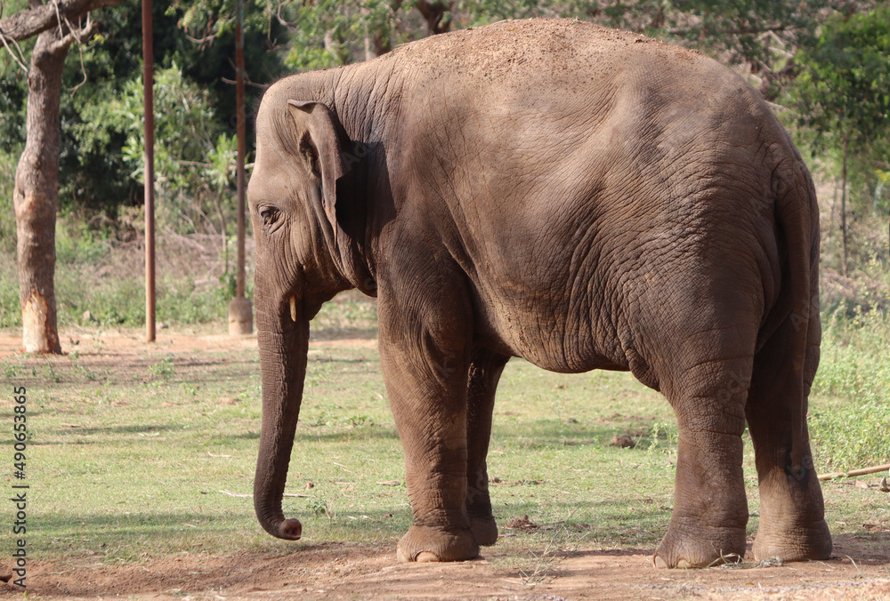 Fototapeta premium One of the elephants stands. Against a faint natural background