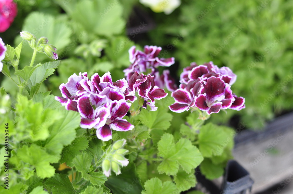 Garden flowers are blooming. Blooming flowers and plants. Garden flowers are blooming. Blooming flowers and plants.