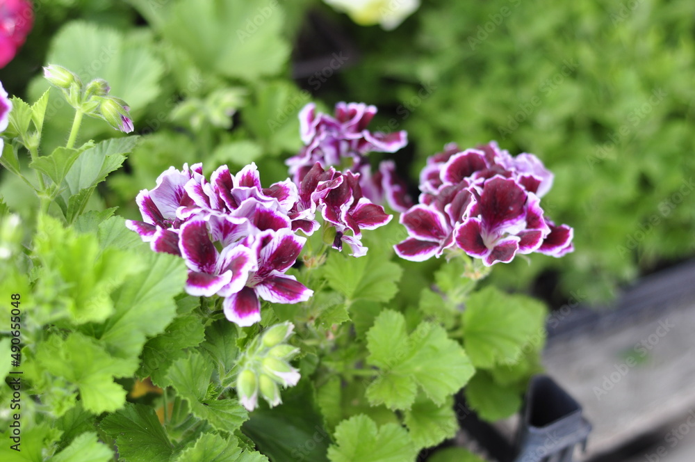 Garden flowers are blooming. Blooming flowers and plants. Garden flowers are blooming. Blooming flowers and plants.