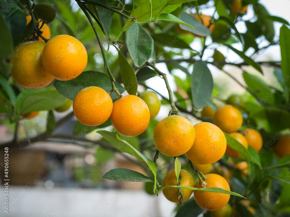 Fresh ripe oranges on the tree in the garden