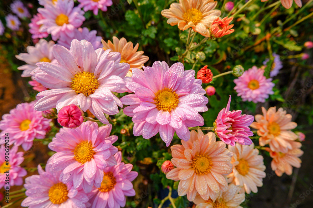 Photograph of colorful flowers planted on land at a beautiful morning at a dew-filled sunrise.