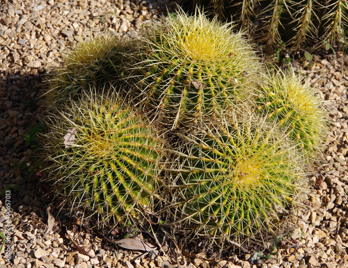 Large round spiky cacti in a drought resistant desert garden