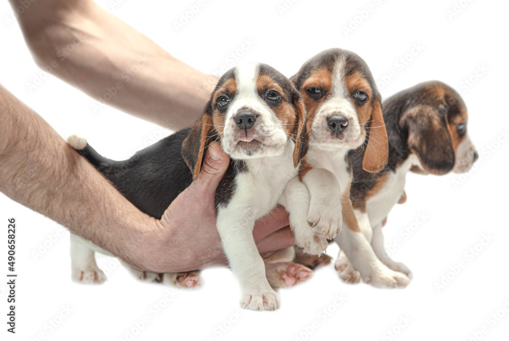 Puppies in hands on a white background.