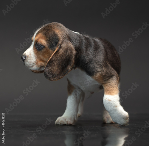 One puppy on a black background.
