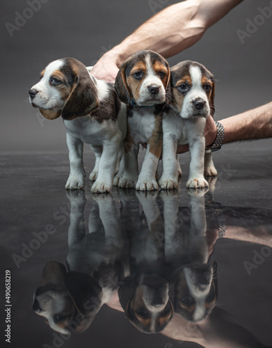Puppies in hands on a black photo