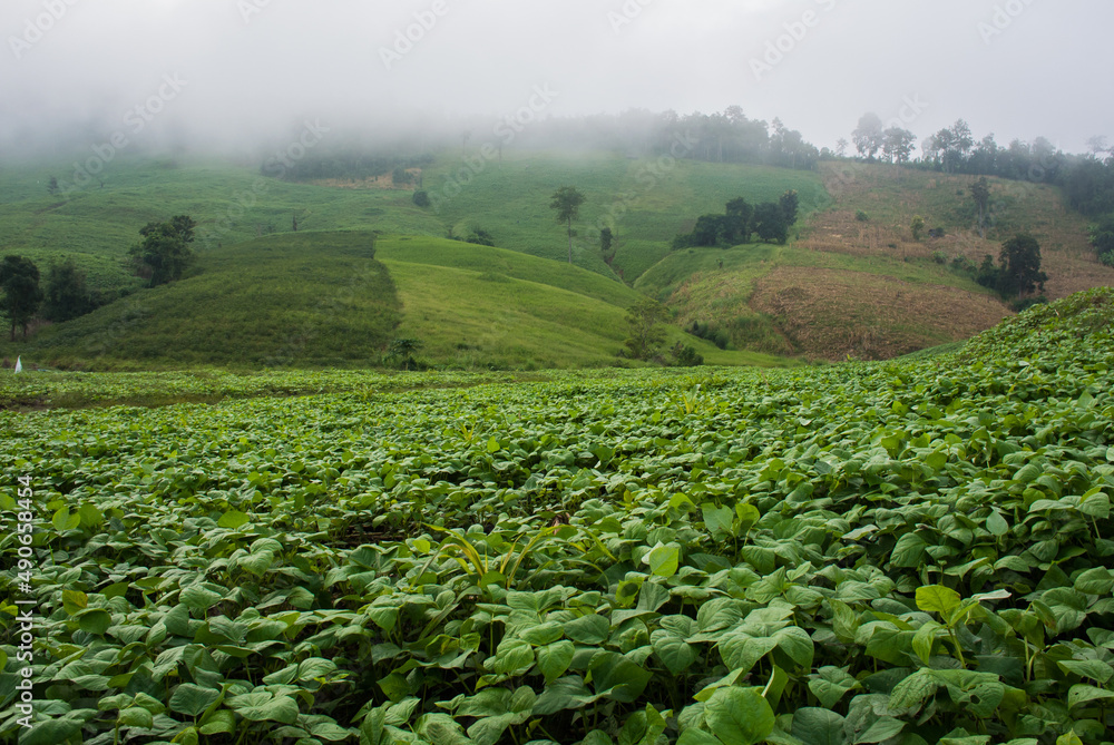 Fototapeta premium field of corn