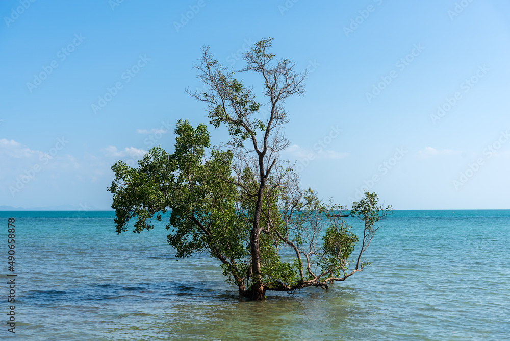 Mangrove tree stand alone in blue sea water. Mangrove tree stand alone in blue sea water.