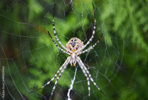Large spider in the web, closeup front view
