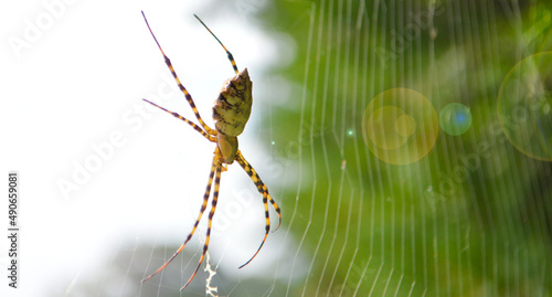 Spider and their web