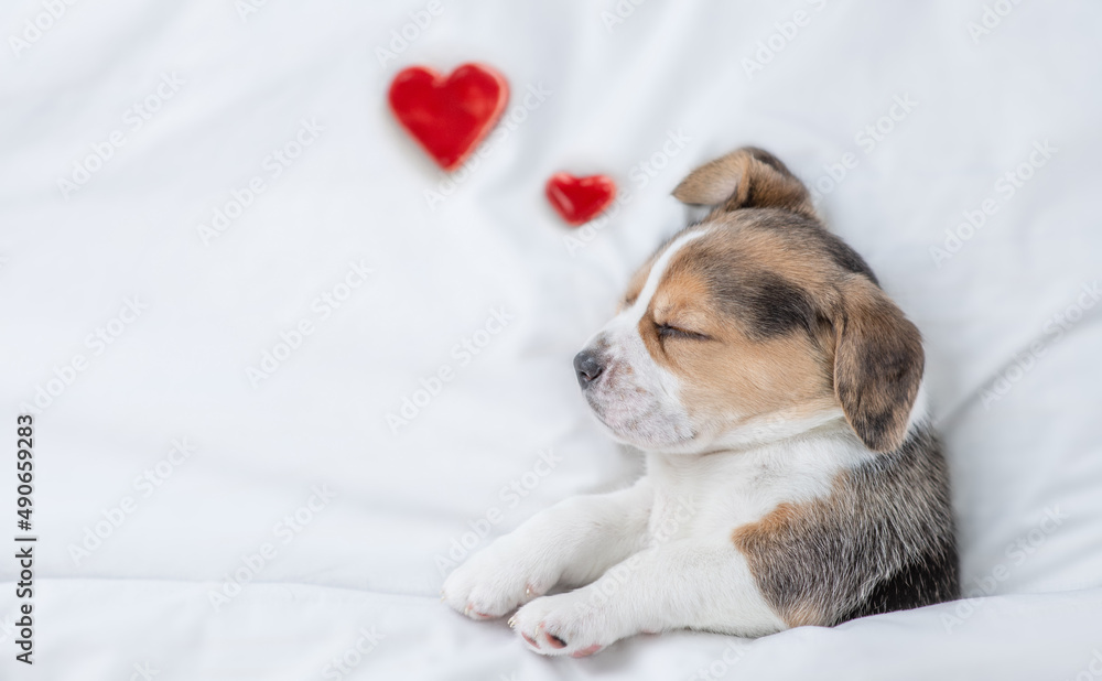 Dreaming Beagle puppy sleeps on a bed at home with red heart. Top down view. Empty space for text