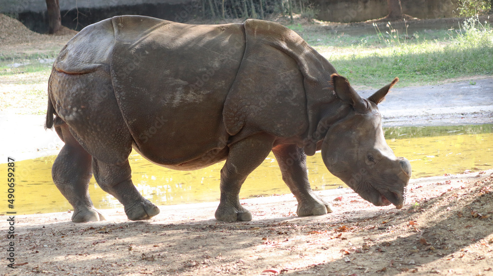 Obraz premium indian rhinoceros walks. with blurred background