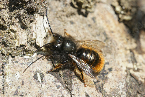 Closeup of the male of the horned orchard mason bee, Osmia cornuta on the bee-hotel in the garden