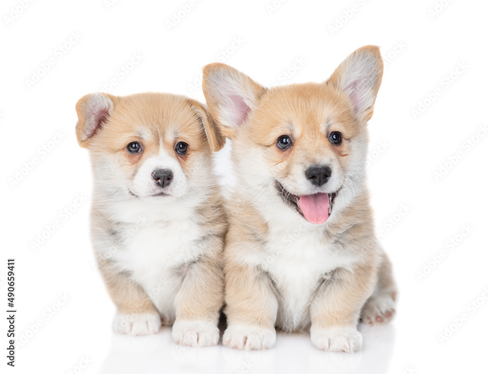 Two Pembroke Welsh Corgi puppies sit and looks at camera together. isolated on white background