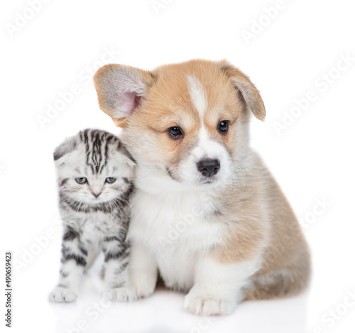 Cute Pembroke welsh corgi puppy and tiny kitten sit together. isolated on white background
