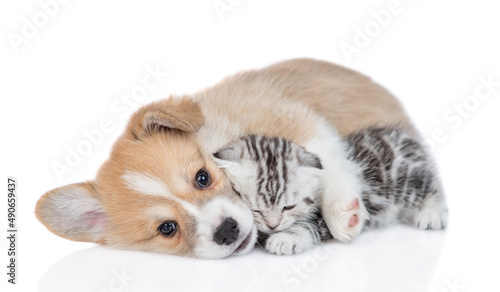 Fototapeta Naklejka Na Ścianę i Meble -  Friendly Pembroke welsh corgi puppy embraces tiny kitten. isolated on white background