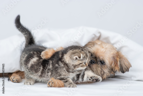 Playful Brussels Griffon puppy hugs tiny kitten under warm blanket on a bed at home © Ermolaev Alexandr