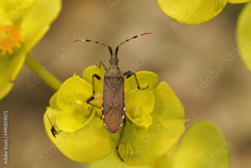Closeup on the smooth Euphorbia bug, Dicranocephalus albipes, on it's hostplant photo