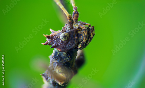 Brown stick bug, walking insect, phasmatodea macro photo of animal head from front with blured background © Space Creator
