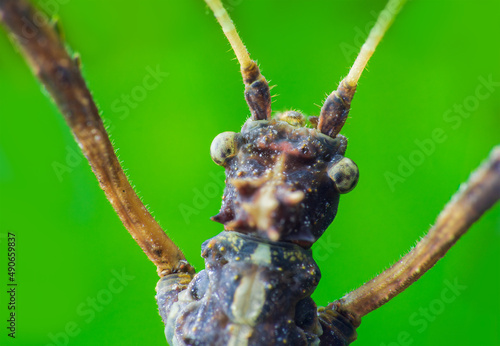 Brown stick bug, walking insect, phasmatodea macro photo of animal head from top with blured background photo